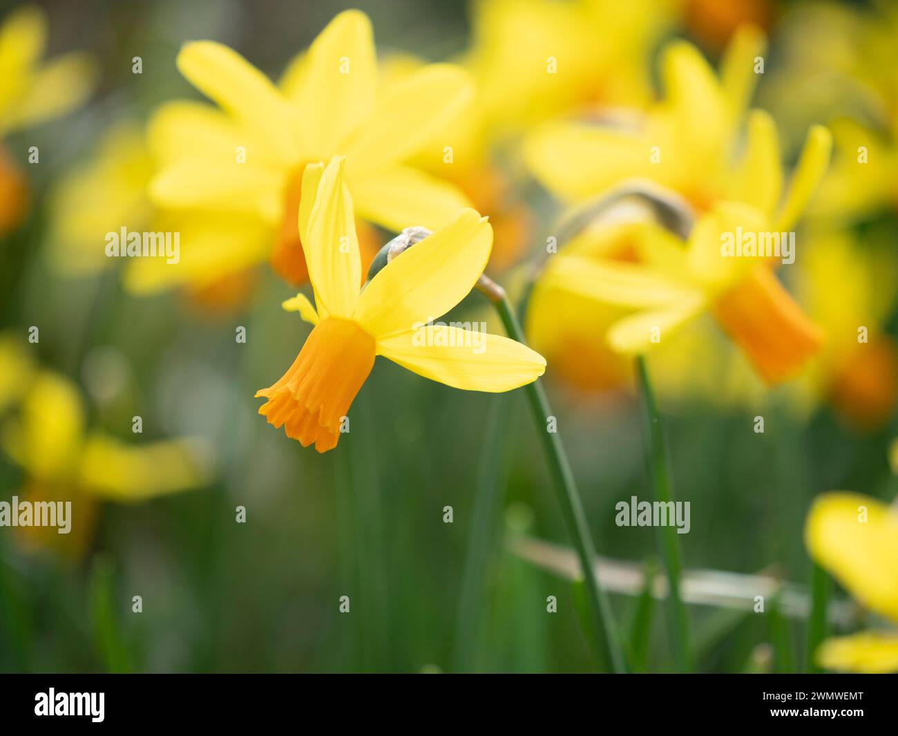 Narzissen-Blumen (Narcissus 'Jetfire' cyclamineus) Wisley Gardens, Surrey Großbritannien Stockfoto