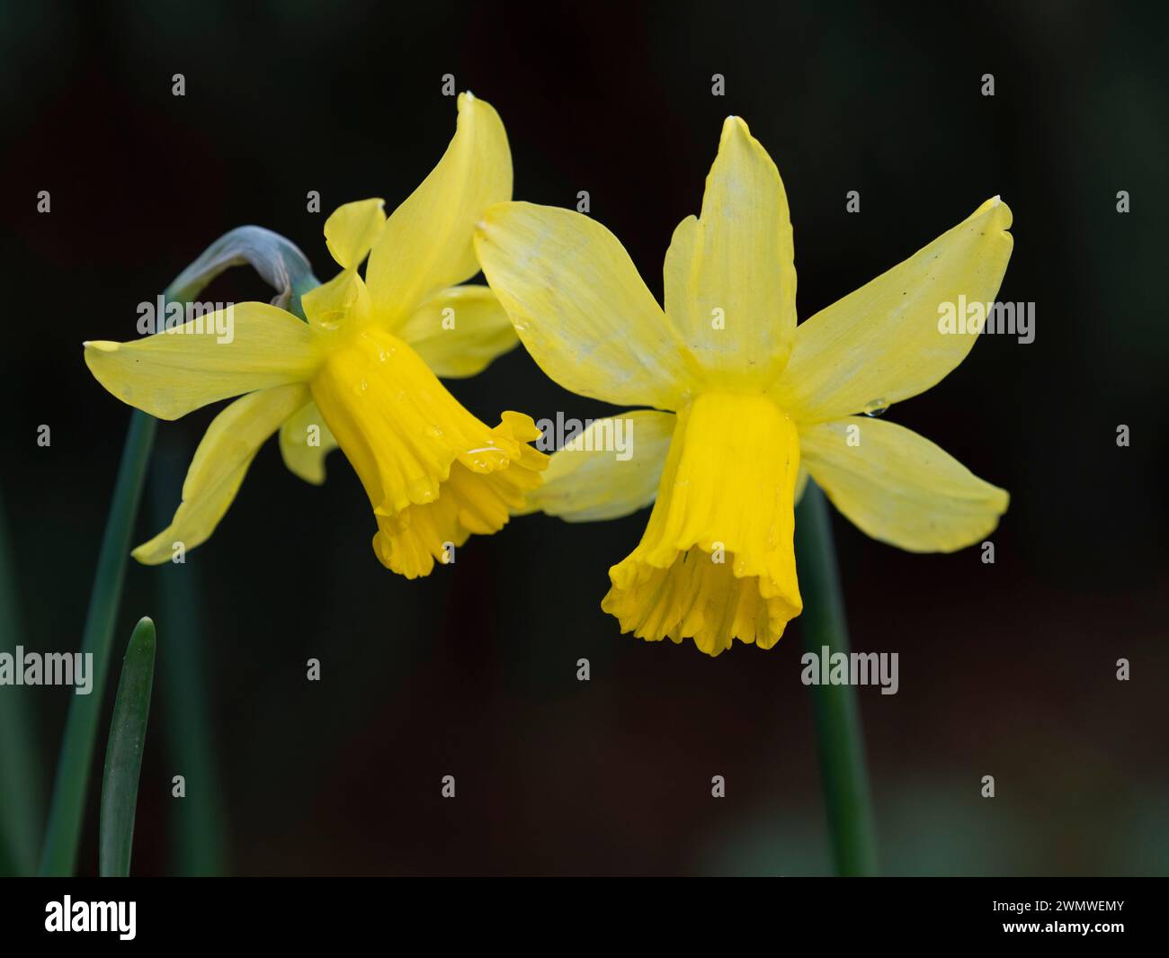 Narzissen-Blume (Narcissus pseudonarcissus sub.species), Wisley Gardens, Surrey, Vereinigtes Königreich Stockfoto