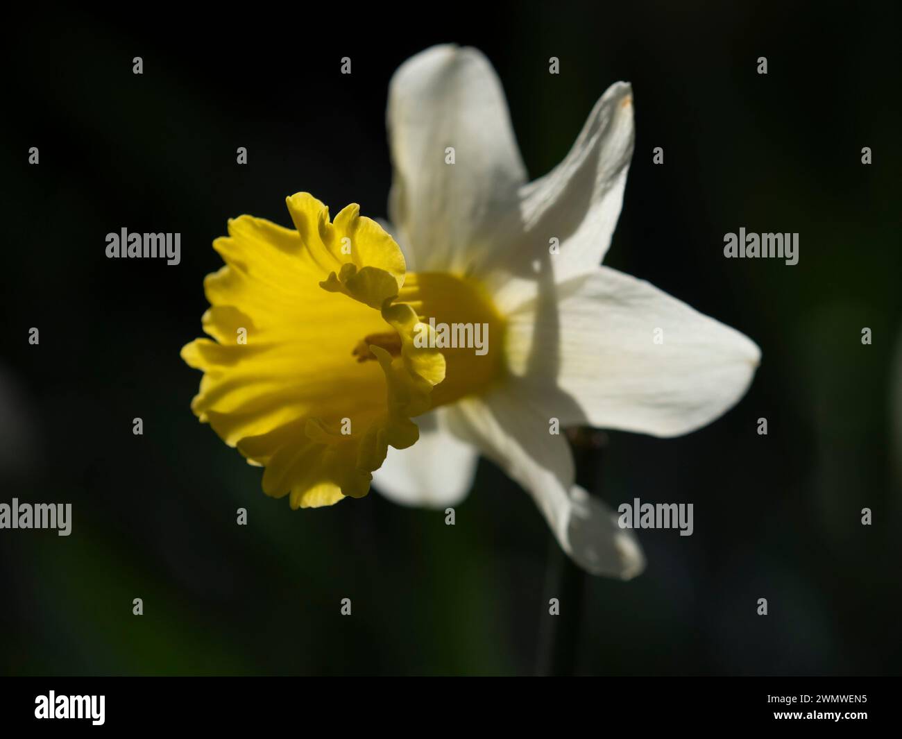 Wild Daffodil Flower (Narcissus pseudonarcissus) Wisley Gardens, Surrey Vereinigtes Königreich Stockfoto