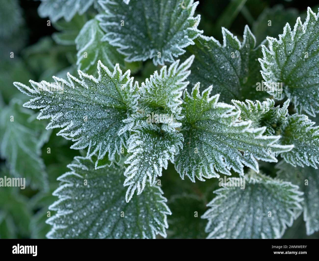 Frost on White Dead Nettle Leaves (Lamium labum) Iffley Meadows, Oxford UK Stockfoto