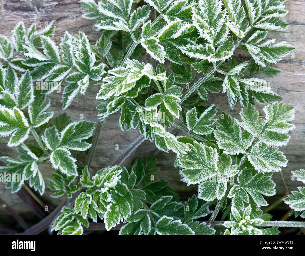 Frost on Leaves, Iffley Meadows, Oxford UK Stockfoto