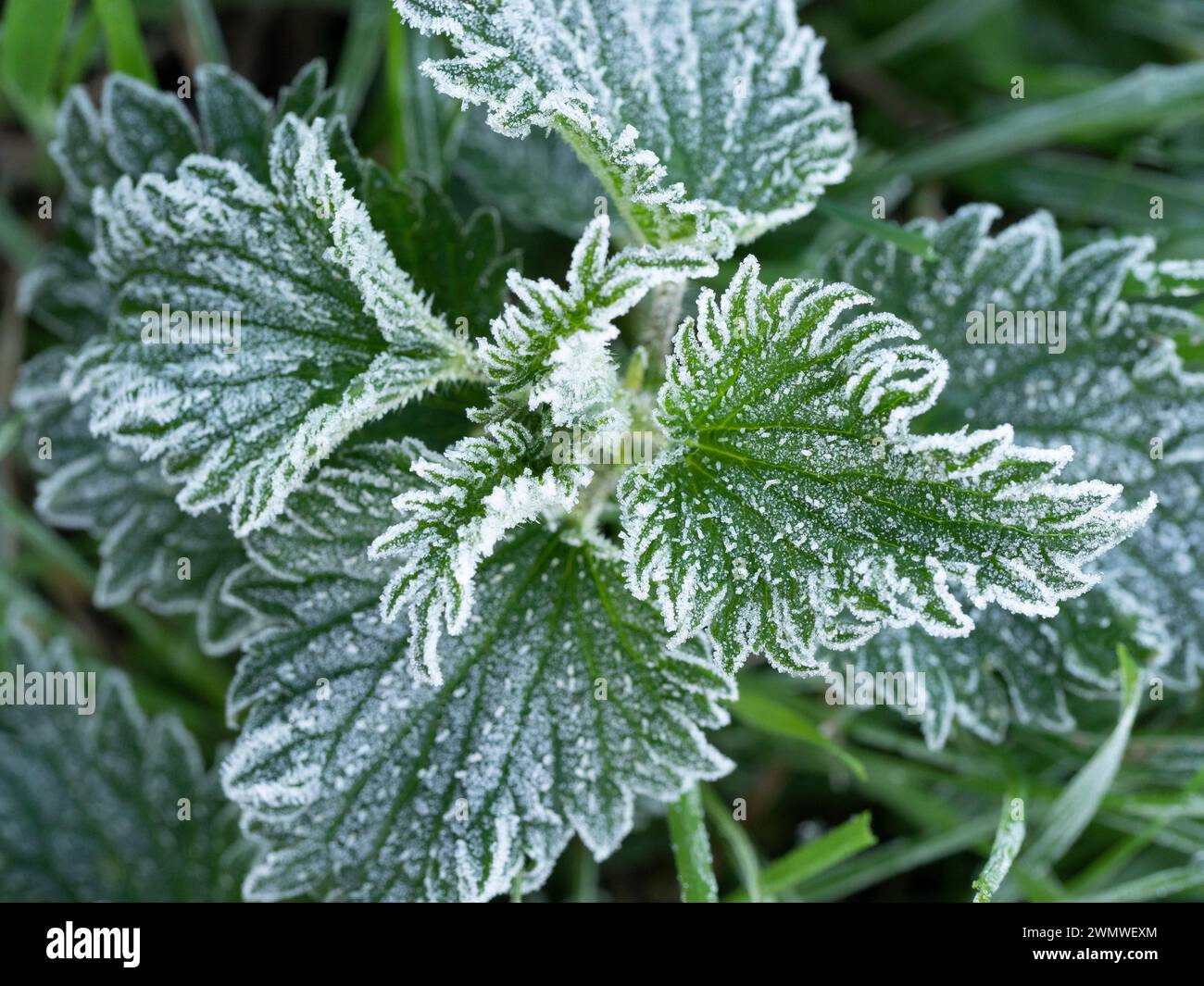 Frost on White Dead Nettle Leaves (Lamium labum) Iffley Meadows, Oxford UK Stockfoto