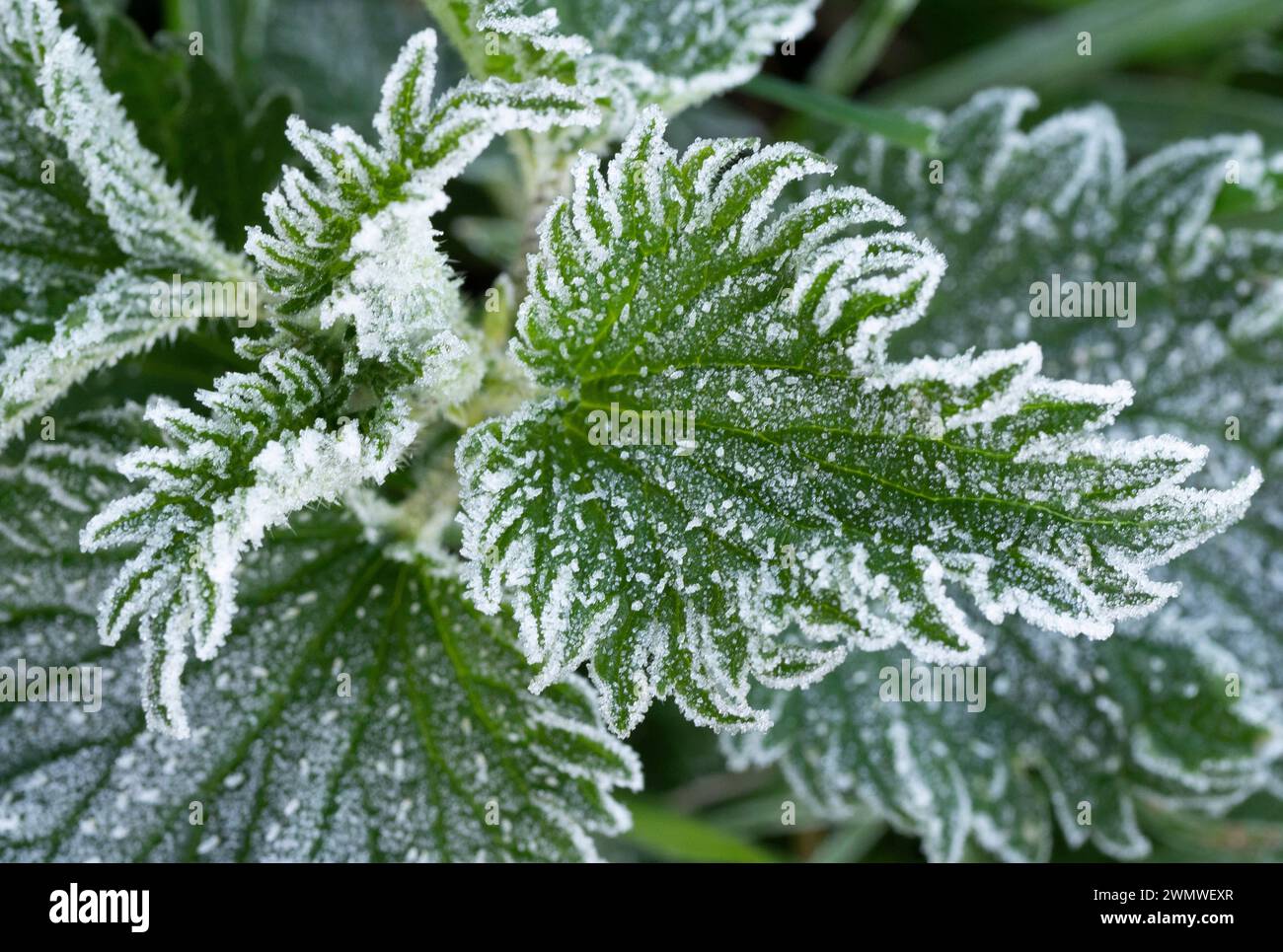 Frost on White Dead Nettle Leaves (Lamium labum) Iffley Meadows, Oxford UK Stockfoto