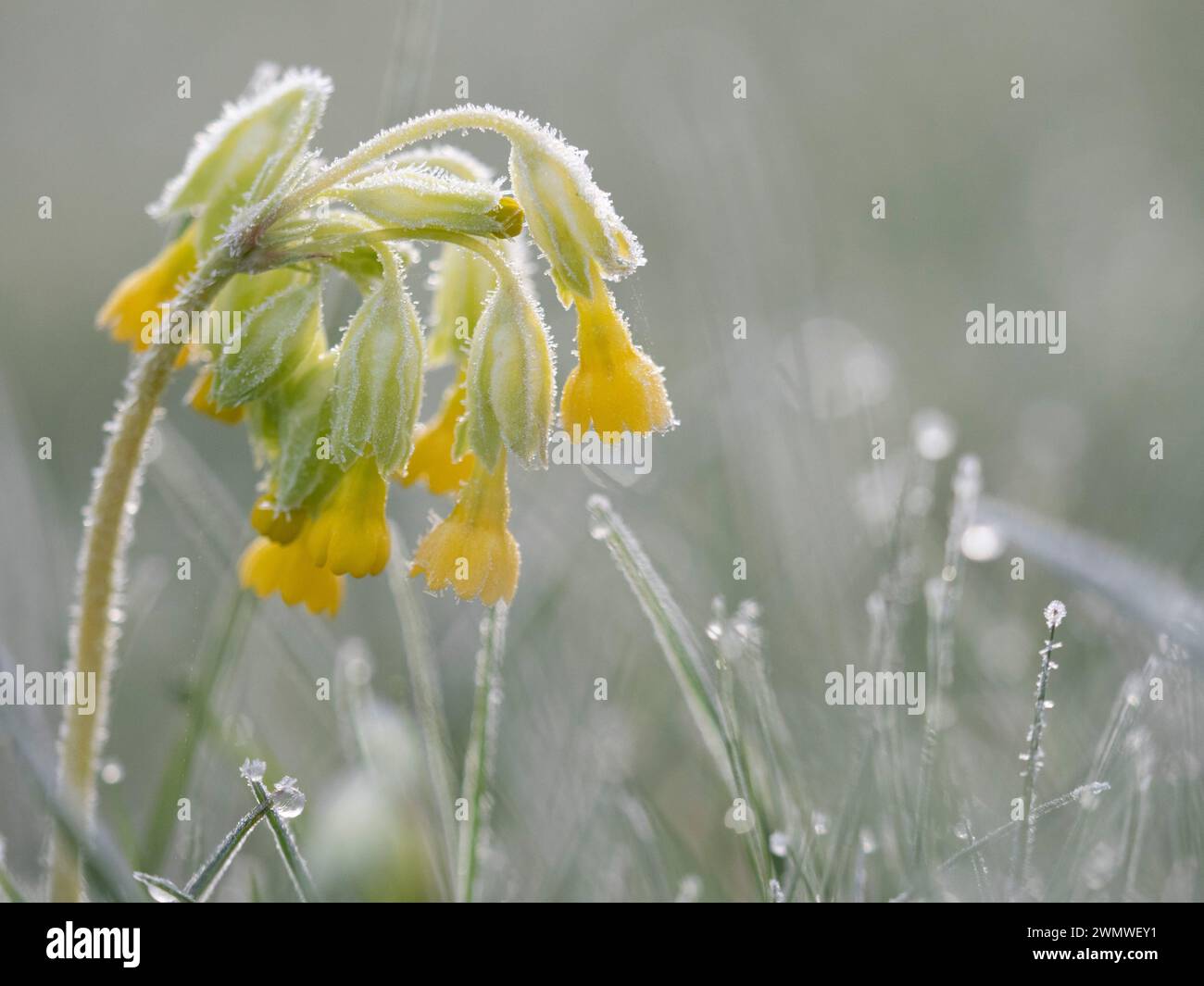 Cowslip Flowers with Early Morning Taw (Primula veris) Iffley Meadows, Oxford UK Stockfoto