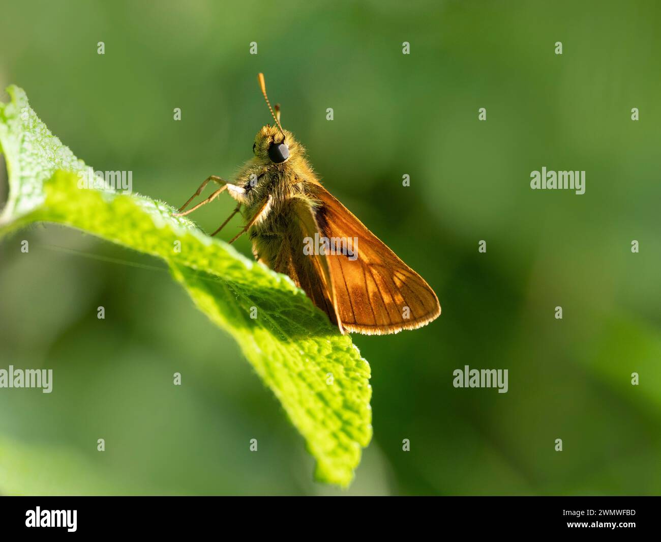 Kleiner Skipper Schmetterling (Thymelicus sylvestris) hoch auf Blatt, Bentley Wood Nature Reserve, Hampshire UK Stockfoto