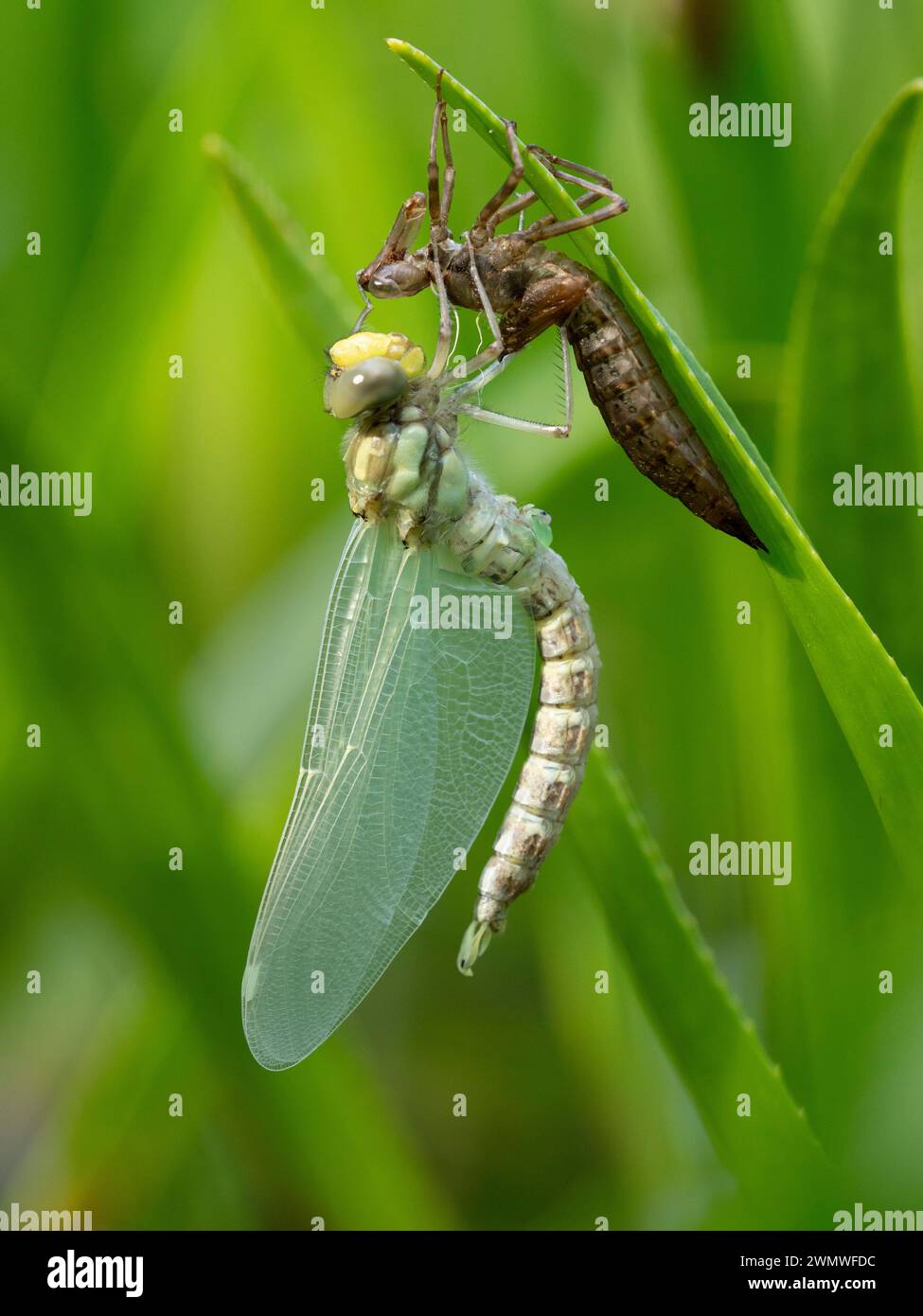 Dragonfly entstand neu und trocknete mit Nymph Case (Odonata sp), auf einem Schilf über dem Teich, Bentley Wood Nature Reserve, Hampshire UK, gegossene Haut genannt an Stockfoto