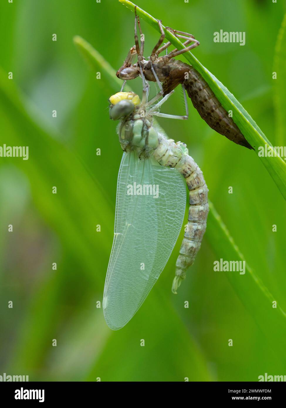 Dragonfly entstand neu und trocknete mit Nymph Case (Odonata sp), auf einem Schilf über dem Teich, Bentley Wood Nature Reserve, Hampshire UK, gegossene Haut genannt an Stockfoto