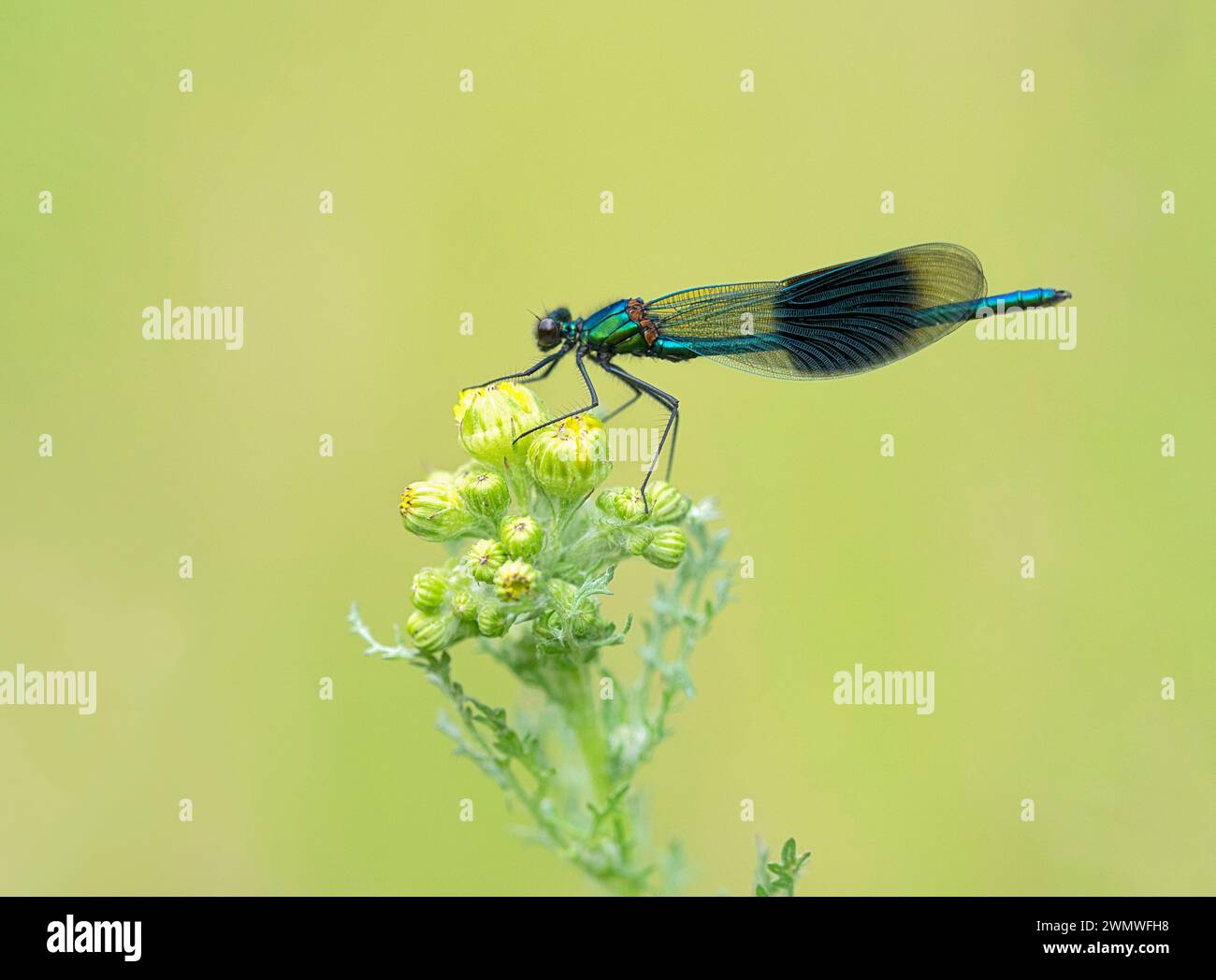 Banded Demoiselle (Calopteryx splendens) männlich, Wiltshire, UK Stockfoto
