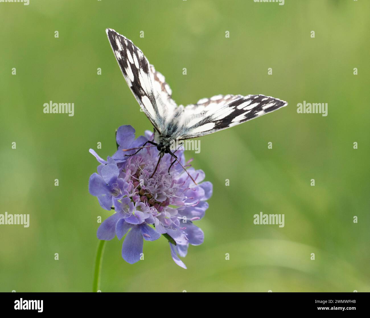 Marmorierter weißer Schmetterling (Melanargia galathea), der sich an Speer Thistle Flower (Cirsium vulgare) in Wiltshire, Großbritannien ernährt Stockfoto