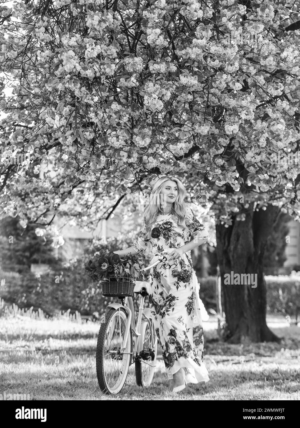 Sakura-Saison. Romantische Fahrradtour. Tourismuskonzept. Transport und Reisen. Mädchen langes Kleid Retro Cruiser Fahrrad Sakura Baum. Frühlingsferien Stockfoto