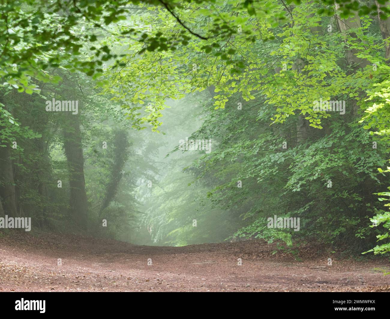 Waldweg zum Noar Hill Nature Reserve, Hampshire, UK Stockfoto