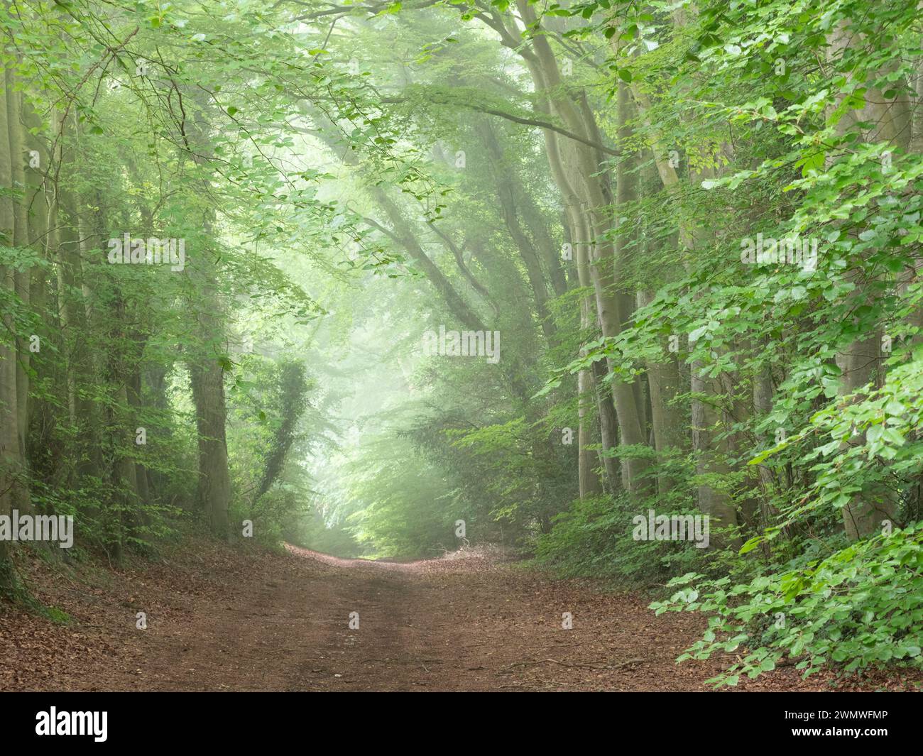 Waldweg zum Noar Hill Nature Reserve, Hampshire, UK Stockfoto