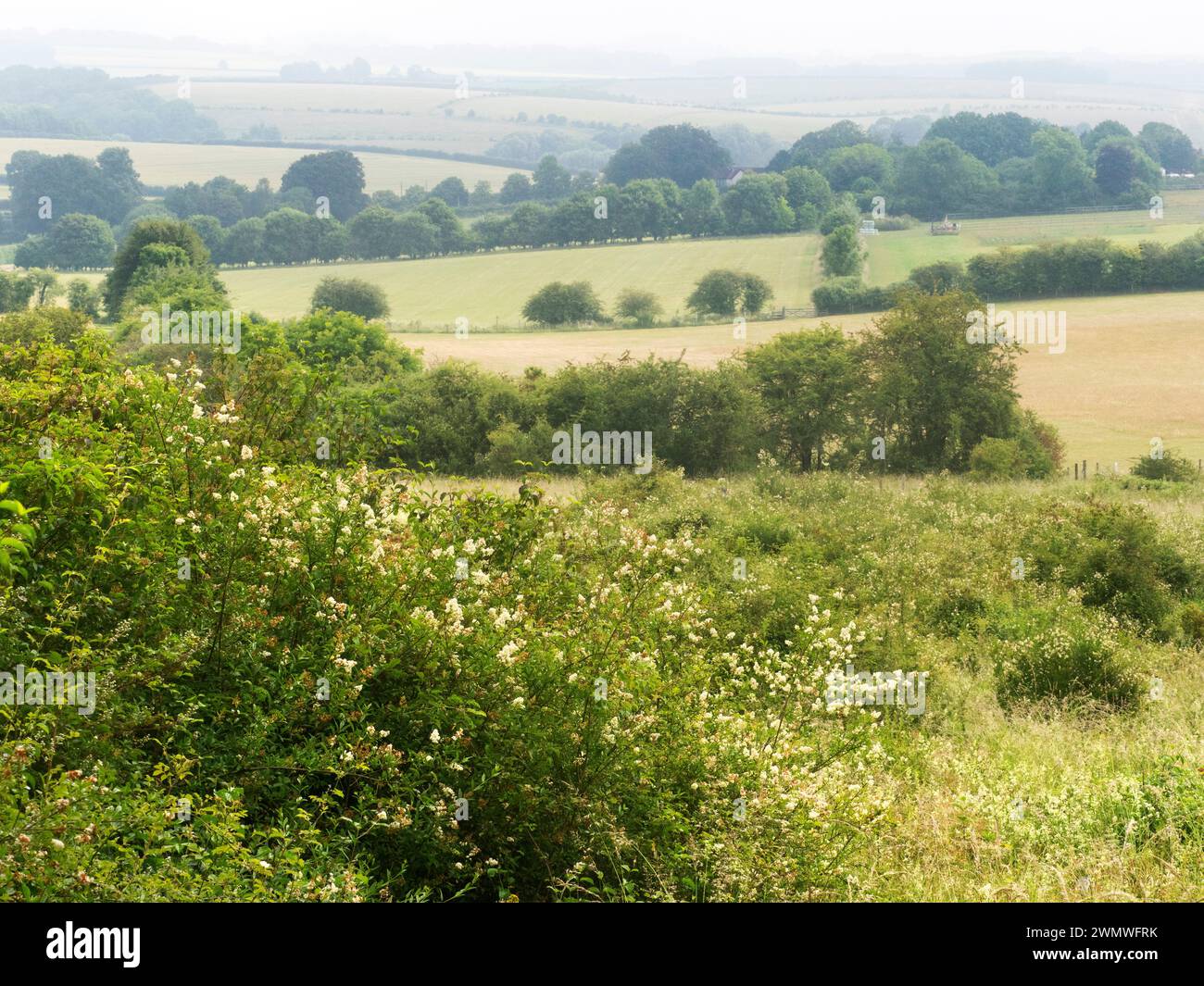 Landschaft und Morgennebel, Noar Hill Nature Reserve, Hampshire, Großbritannien Stockfoto