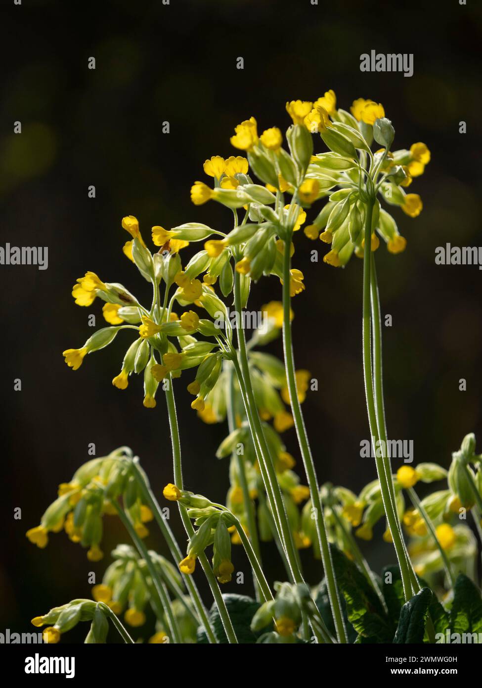 Cowslip Flowers (Primula vulgaris) Queensdown Warren Nature Reserve, Kent UK Stockfoto