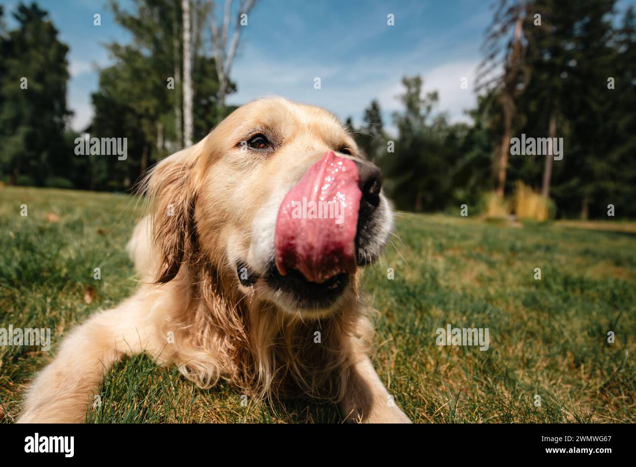 Porträt eines süßen Hundes mit ausgezogener Zunge. Lustiges Porträt von goldenem Retriever, der Lippen auf der Sommerwiese leckt. Stockfoto