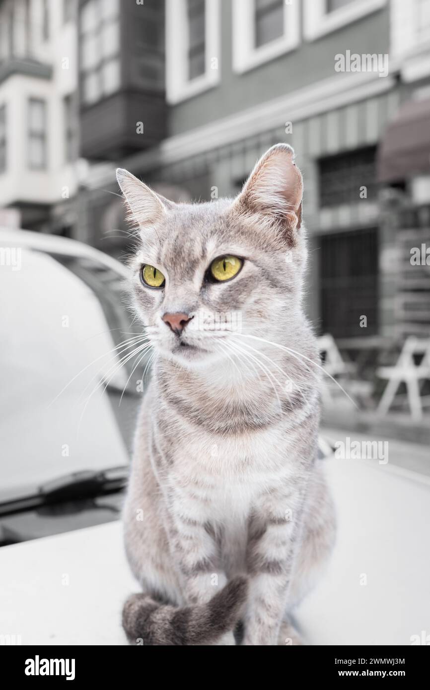 Silbertabby britische Kurzhaarkatze. Eine silberne Tigerkatze, die sich im Freien entspannt. Kurzhaarkatze in klassischer Silberfarbe sitzend und schauend. Straßenfoto Stockfoto