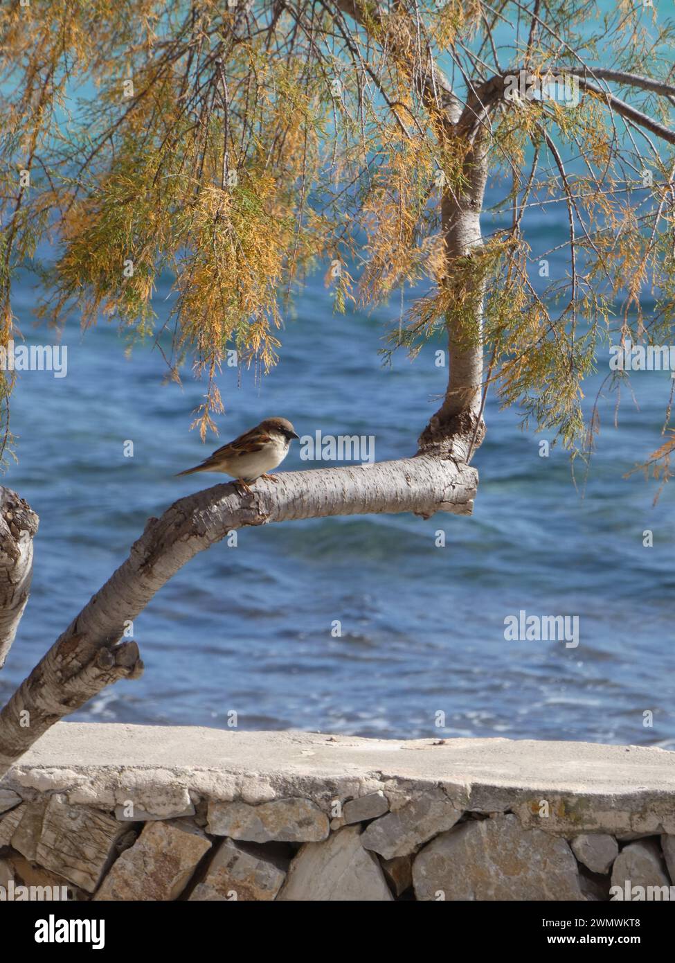 Die zwei kleinen Vögel hockten auf einem Baum mit Blick auf das Meer, auf Mallorca, Spanien Stockfoto