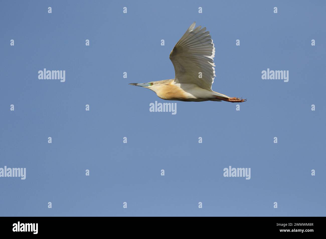 Squacco Heron im Flug Stockfoto