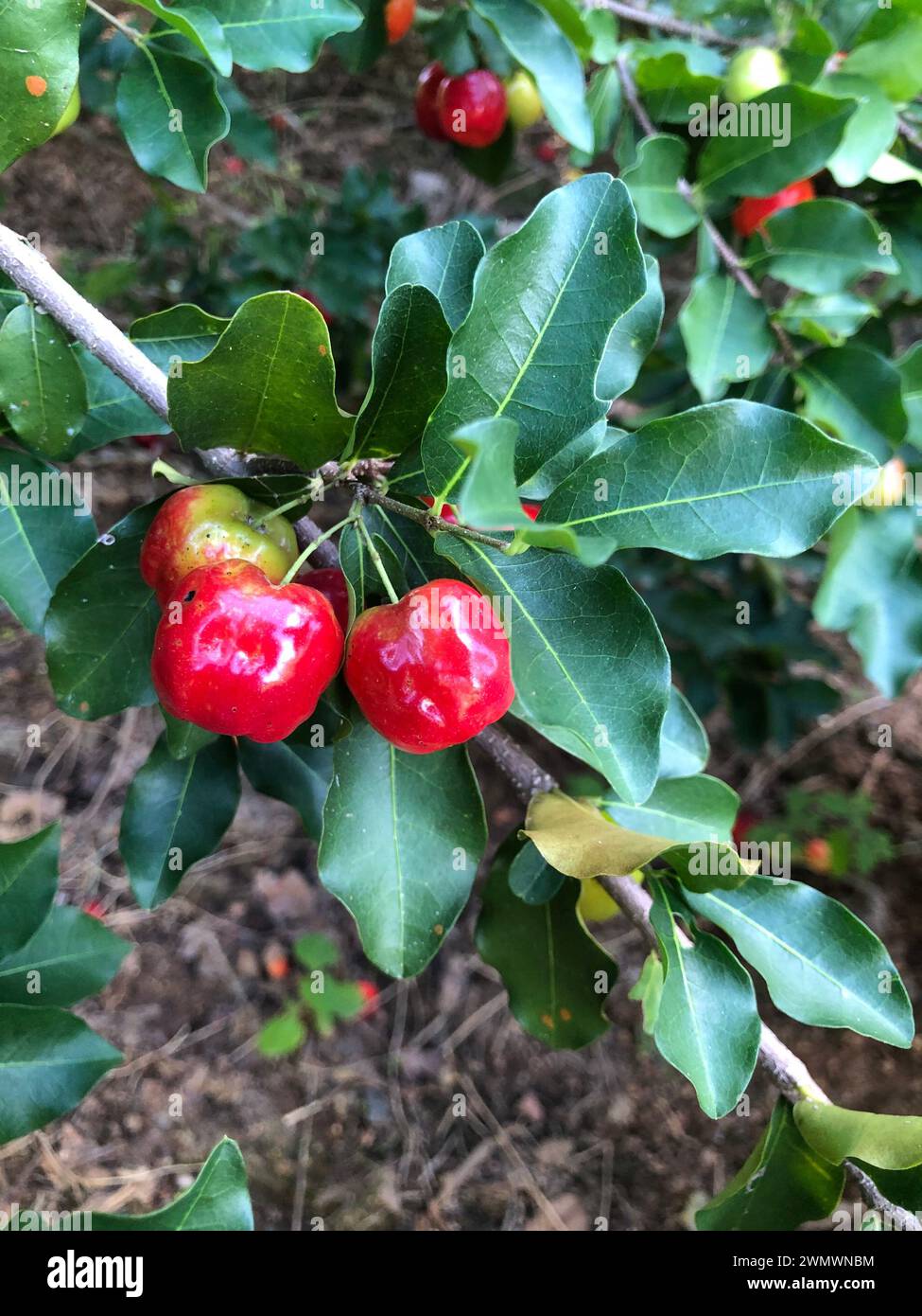 Frische Bio-Acerola-Kirsche. Thai-Kirsch- oder Acerola-Frucht am Baum, hoher Vitamin-C-Gehalt und antioxidative Früchte. Stockfoto