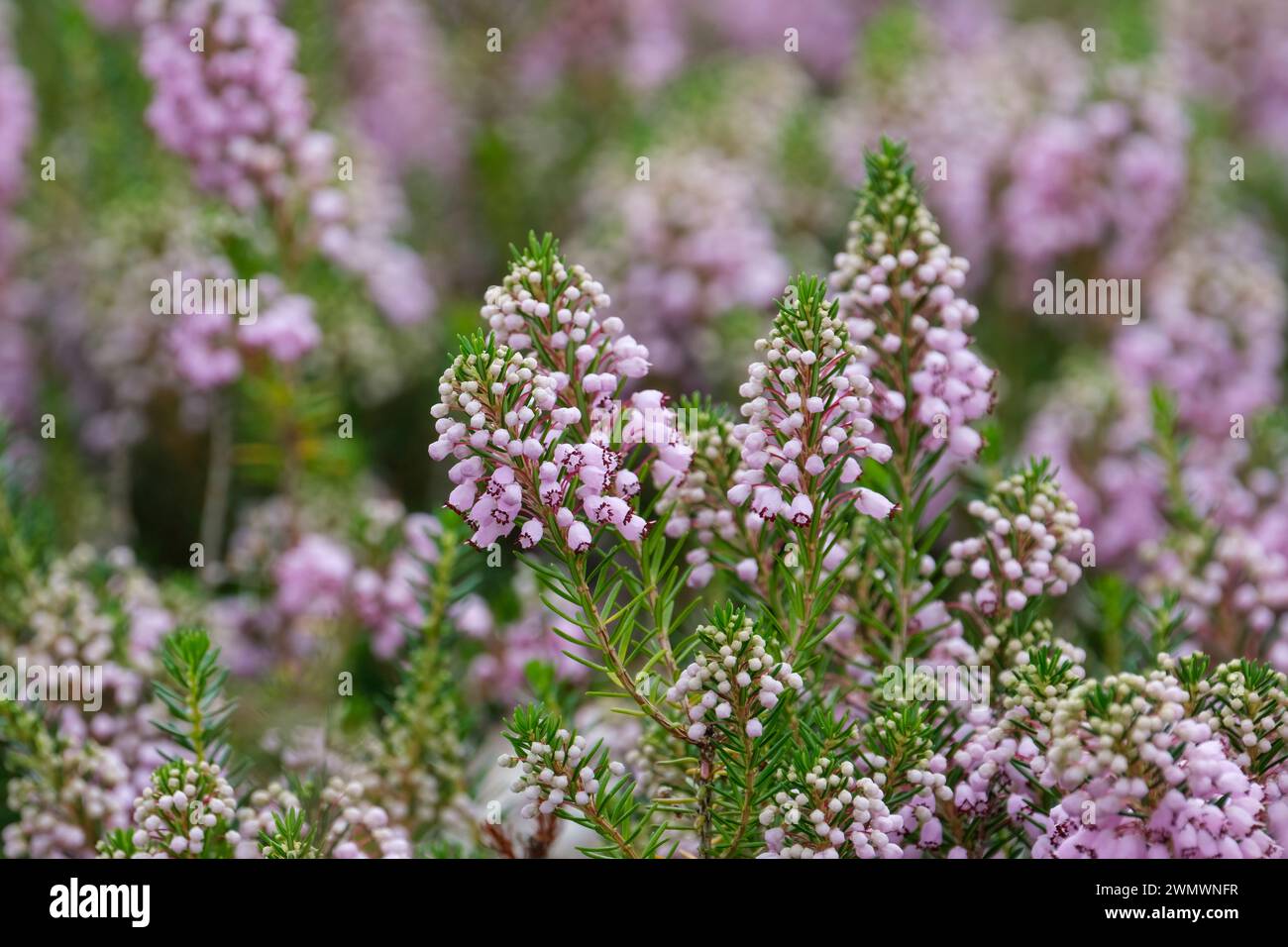 Erica Vagans Hookstone Rose, Cornish Heath Hookstone Rose, tiefrosa Blüten, Stockfoto