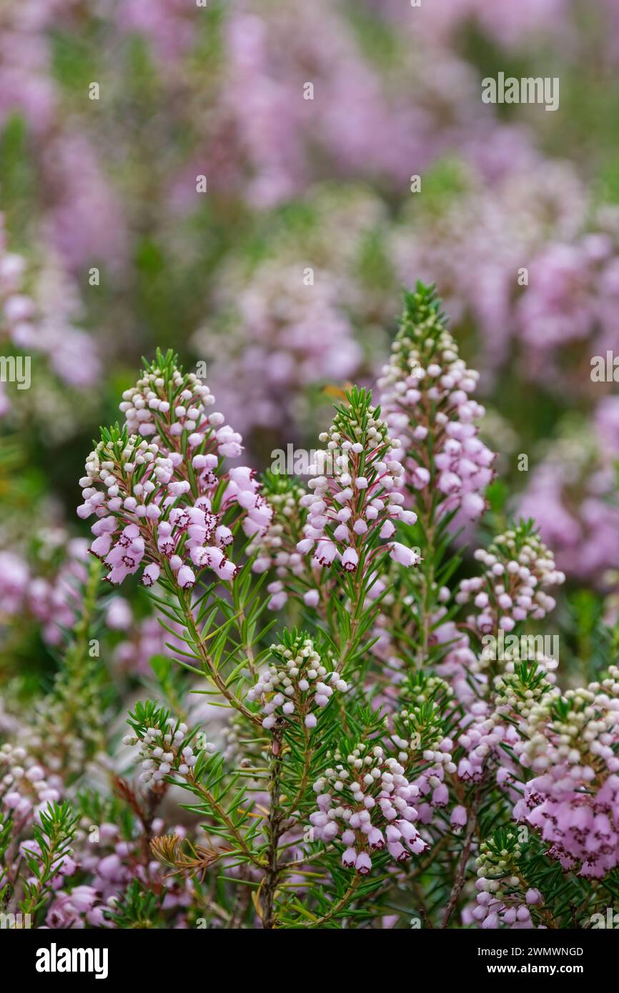 Erica Vagans Hookstone Rose, Cornish Heath Hookstone Rose, tiefrosa Blüten, Stockfoto