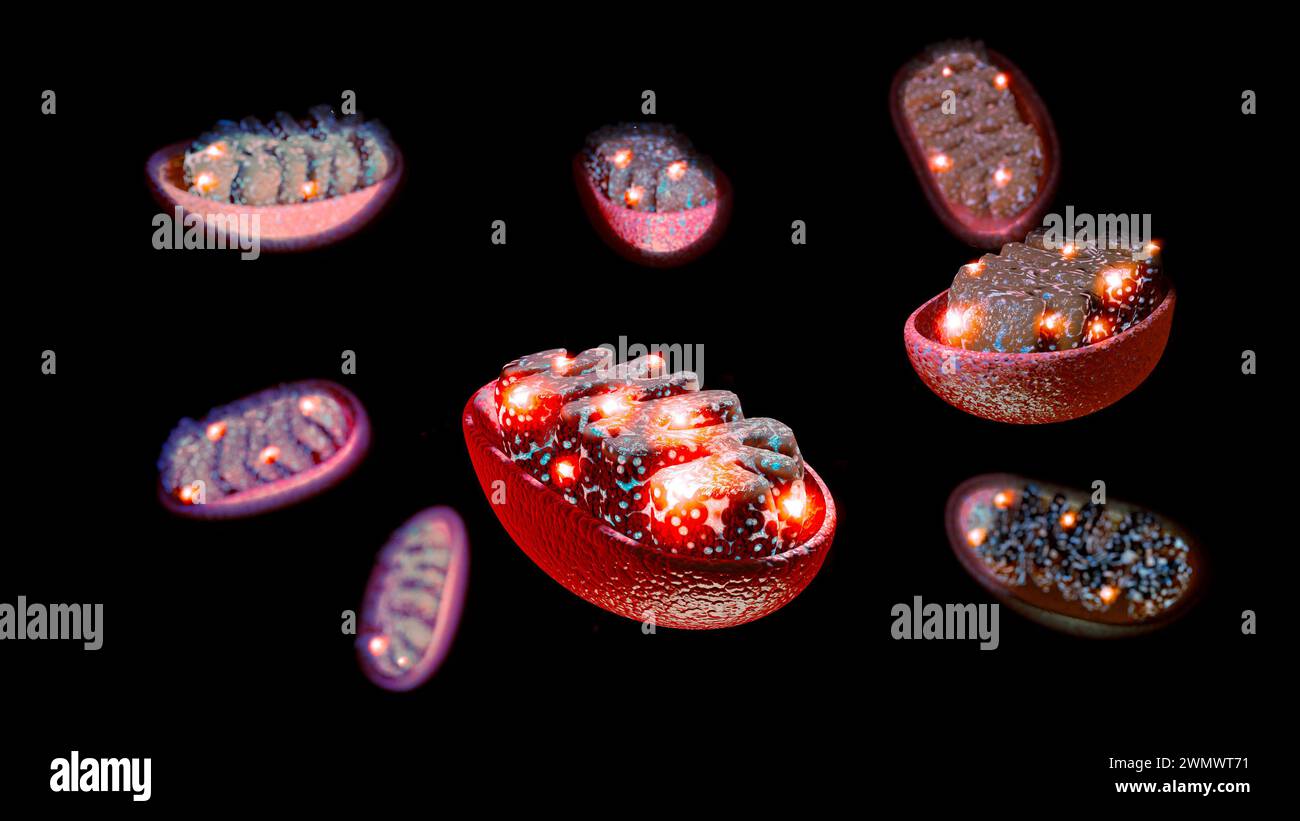Mitochondrien sind die Organellen, die für die Erzeugung der Energie verantwortlich sind, die für das Wachstum und die Reproduktion der Zelle benötigt wird. 3D-Rendering Stockfoto