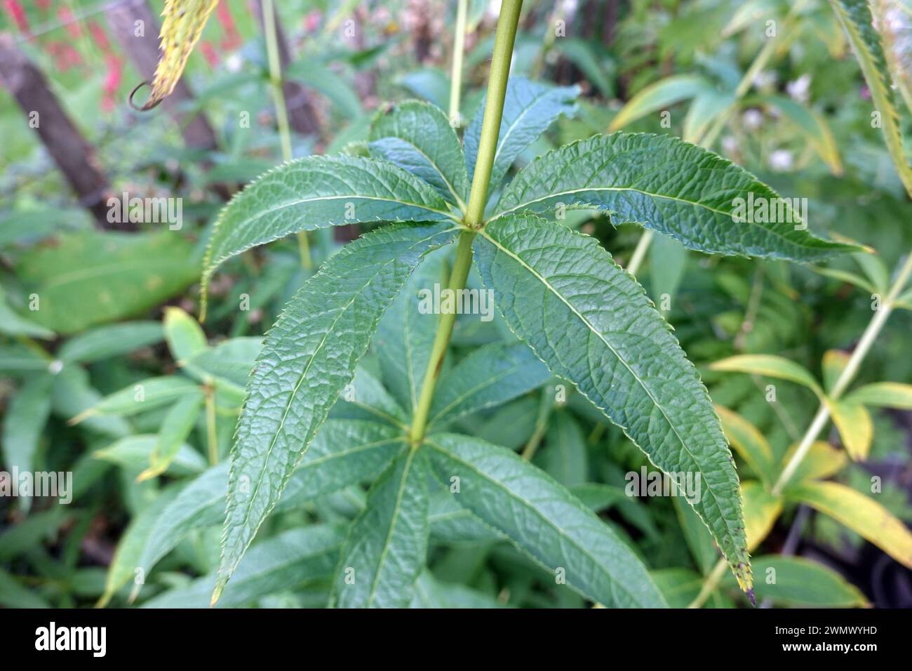 Kandelaber-Ehrenpreis (Veronicastrum virginicum, Syn. Leptandra virginica, Veronica virginica) - Blätter Stockfoto