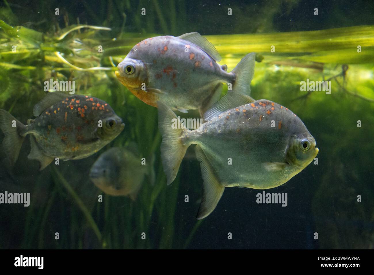 roter Piranha oder Natterers Sägesalmler (Pygocentrus nattereri, Syn.: Serrasalmus nattereri, Rooseveltiella nattereri) Stockfoto
