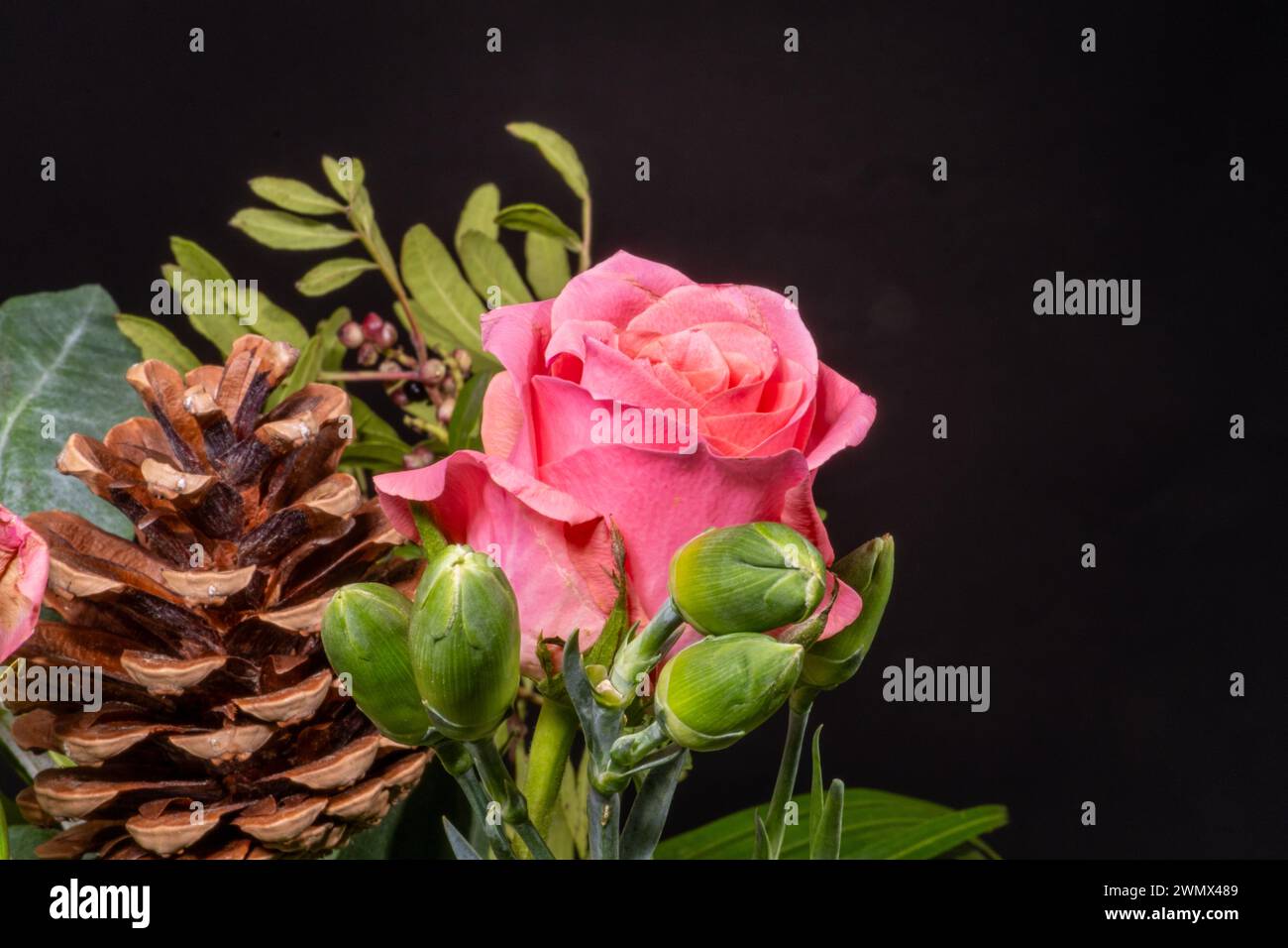 Schöne rosa Rose Nahaufnahme auf dunklem Hintergrund. Textraum verfügbar Stockfoto