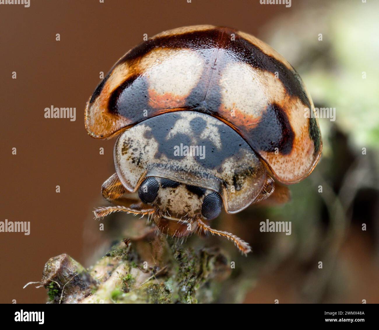 Frontalansicht eines 10-fleckigen Marienkäfers (Adalia decempunctata) am Zweig. Tipperary, Irland Stockfoto
