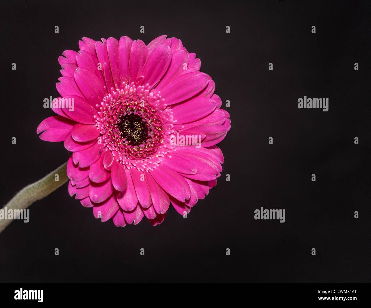 Schöne blühende rosa Gerbera Gänseblümchenblume auf schwarzem Hintergrund. Stockfoto