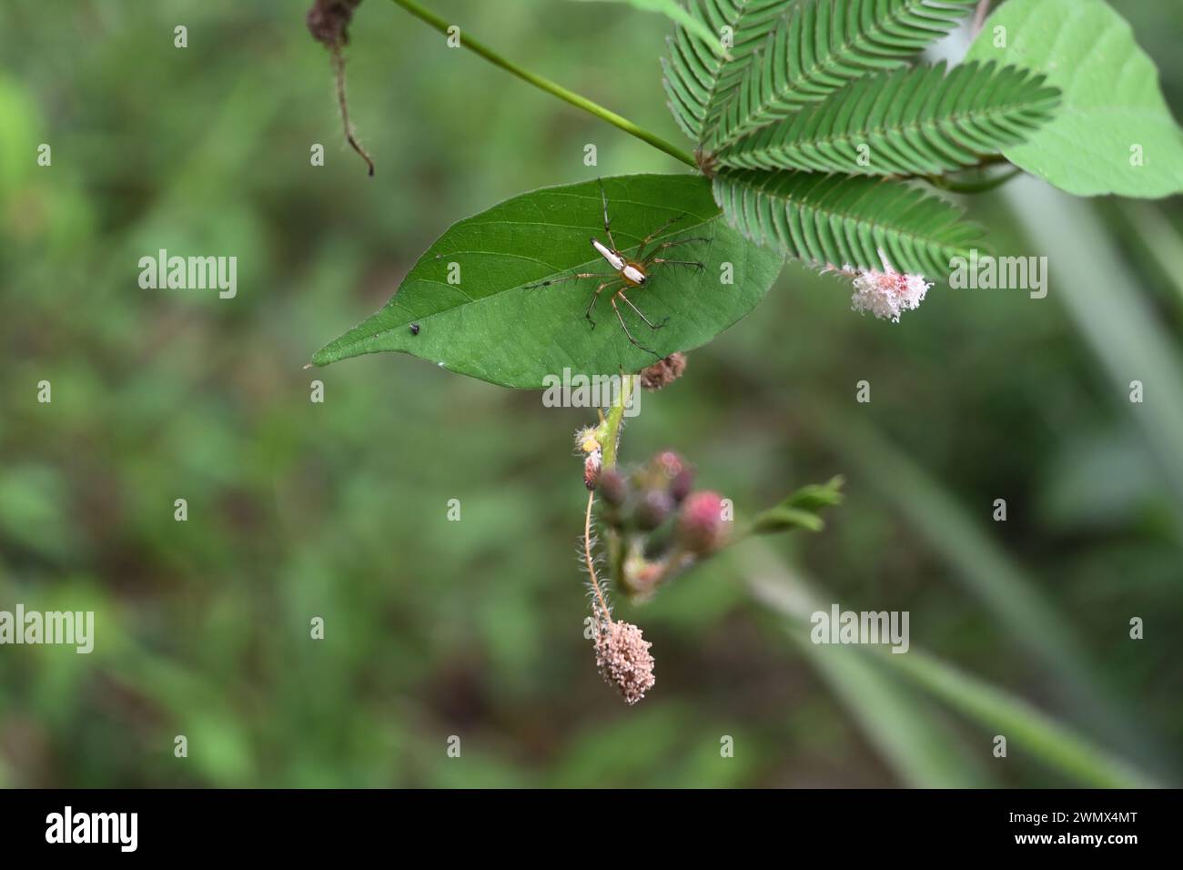 Eine weiß-orange farbene Luchsspinne sitzt auf einem wilden Weinblatt, das auf einer verschlafenen Pflanze in einem Rasenbereich wächst Stockfoto