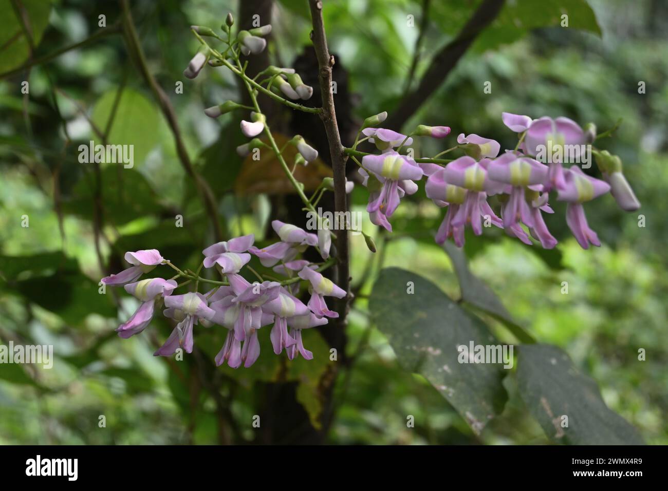 Blick auf eine blassviolette Gliricidia-Blumenhülle der Pflanze Stockfoto