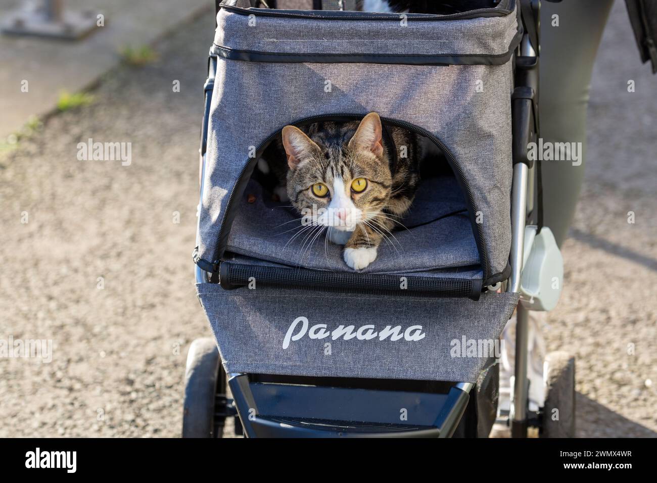 Eine Katze draußen in ihrem Kinderwagen Stockfoto