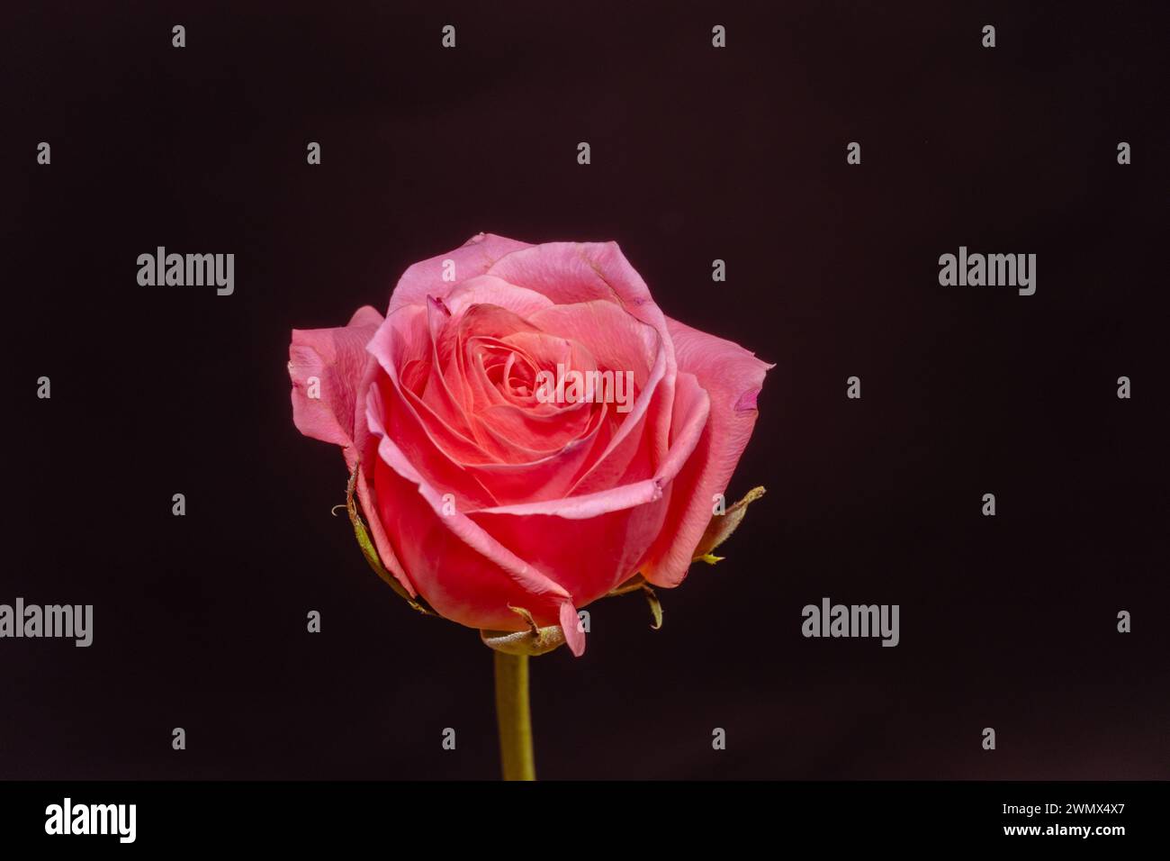 Schöne rosa Rose Nahaufnahme auf dunklem Hintergrund. Textraum verfügbar Stockfoto