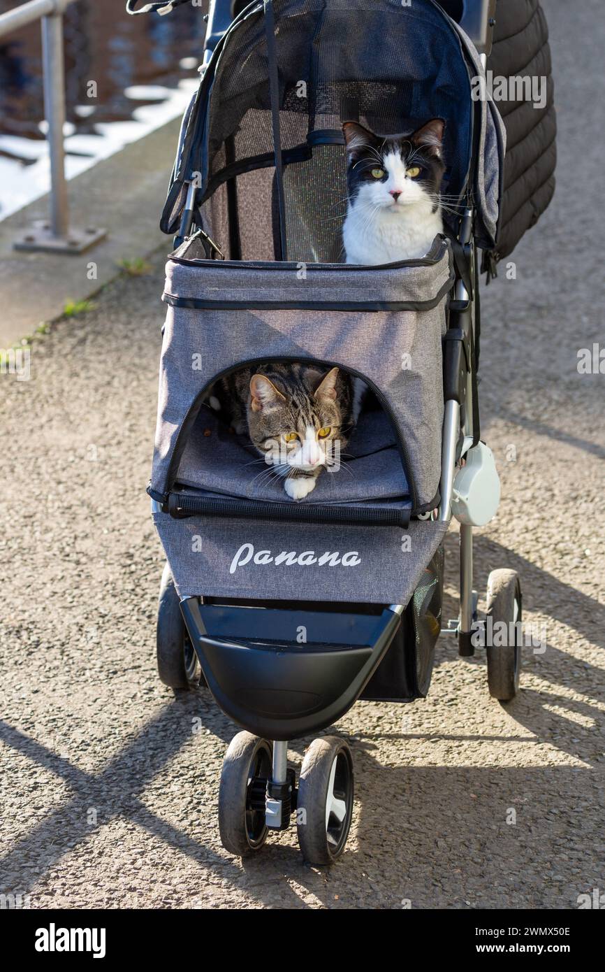 Katze im kinderwagen -Fotos und -Bildmaterial in hoher Auflsung  Alamy
