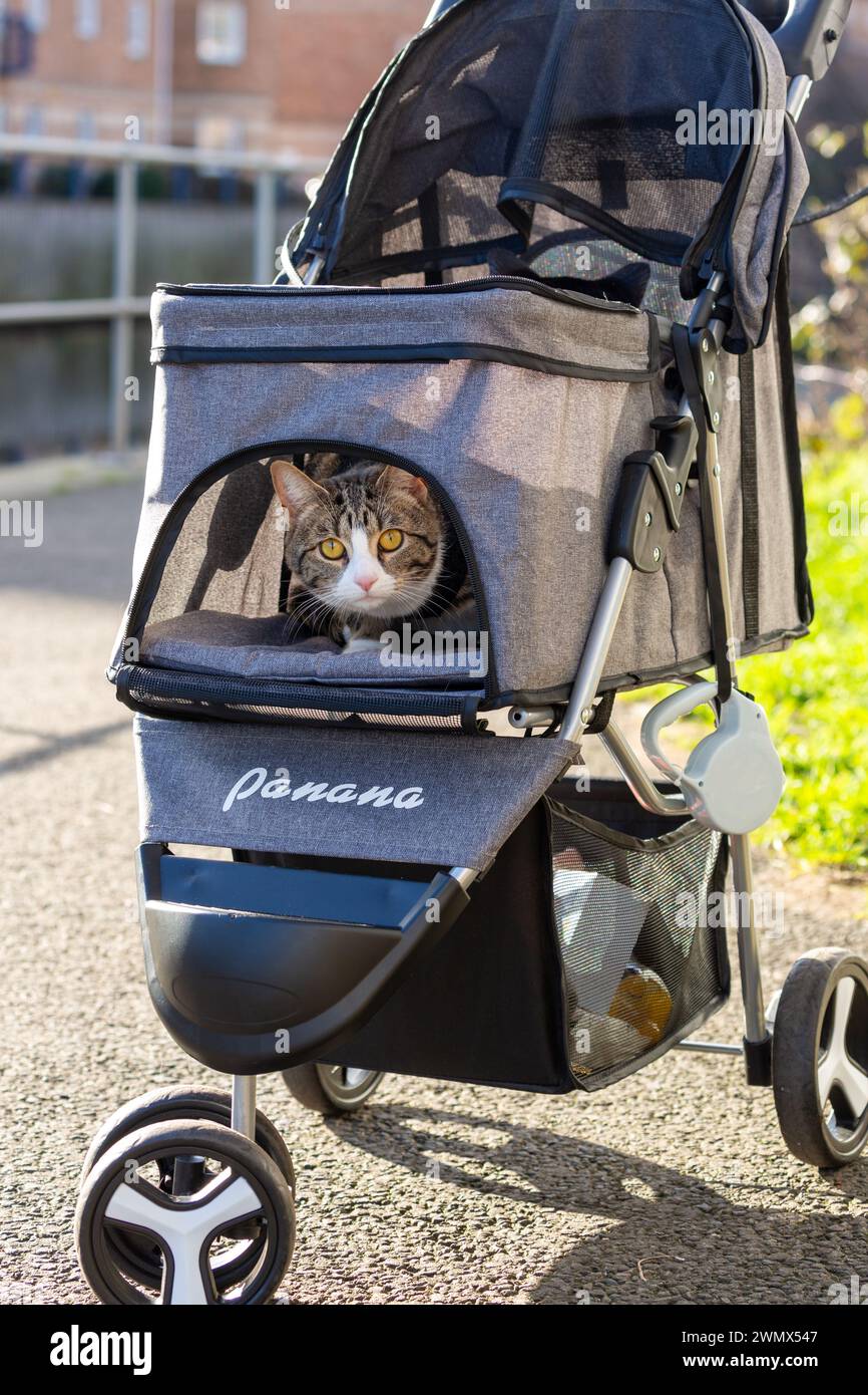Katze im kinderwagen -Fotos und -Bildmaterial in hoher Auflsung  Alamy