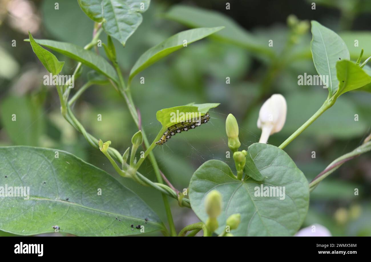 Eine olivgrüne raupe mit schwarzen und weißen Flecken am Körper isst ein Weinblatt, während sie unter dem Blatt gebeugt ist. Blick durch die s Stockfoto