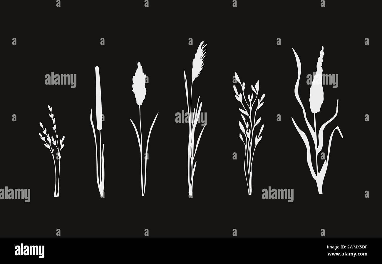 Grafische Silhouette des schwarzen Grases.Bild eines einfarbigen Schilfes, Grases oder Bulrush auf weißem Hintergrund.isolierte Vektorzeichnung. Stock Vektor