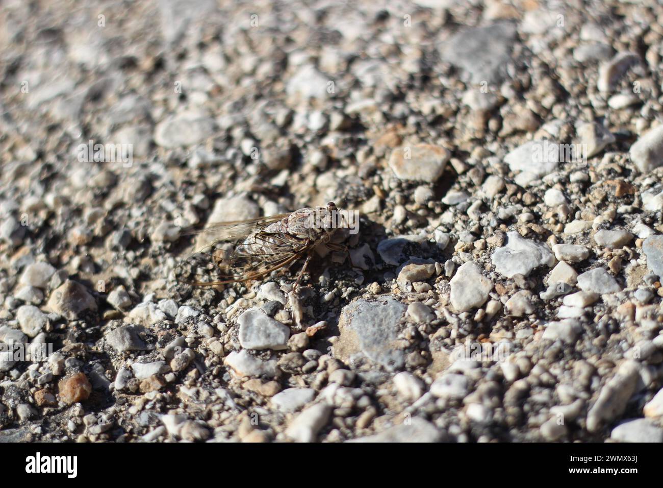 In der heißen Sommerhitze ruht eine Zikada auf dem sengenden Asphalt, deren schillernde Flügel im Sonnenlicht glitzern. Stockfoto