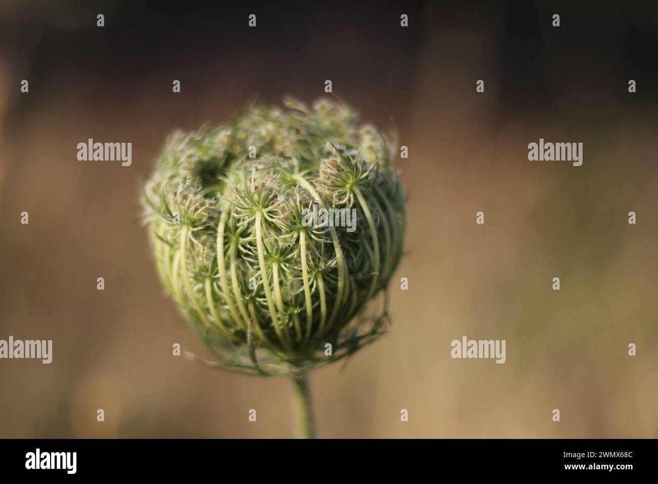 n eine Feier der Kunstfertigkeit der Natur ist eine blühende Daucus carota, die allgemein als Queen Anne's Spitze bekannt ist, ein Beweis für die Schönheit von simp Stockfoto