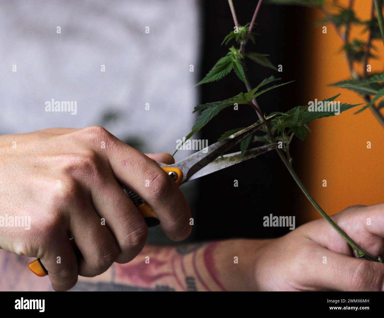 Ein Nahaufnahme, bei dem Hände eine Cannabispflanze zart schneiden, zeigt den akribischen Prozess des Anbaus. Die vorsichtigen Hände bewegen sich mit PR Stockfoto
