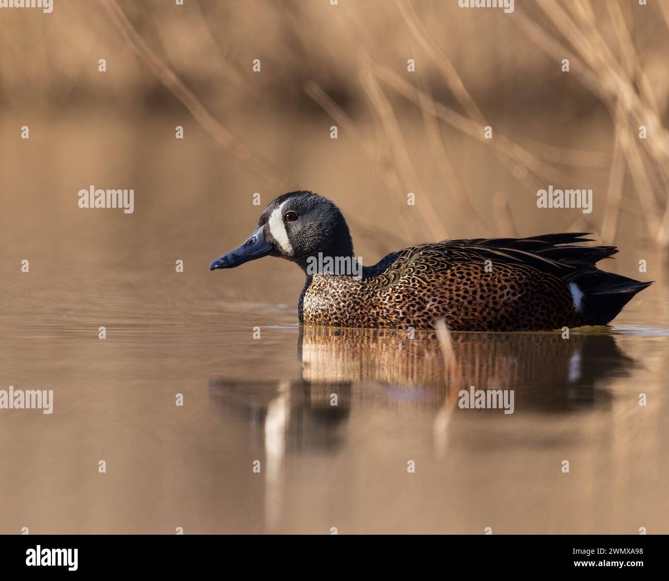 Ein blaugeflügeltes Petrol, das friedlich in einem See schwimmt Stockfoto