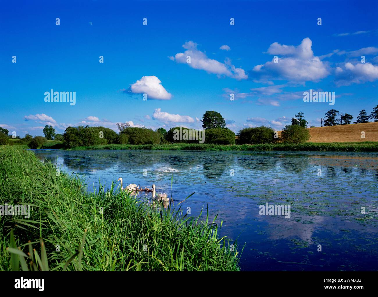 Eine Familie von Schwänen auf dem Wide Water, Moira, County Down, Nordirland Stockfoto