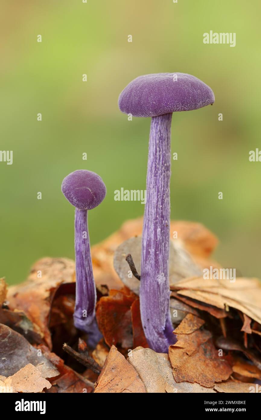 Violettlacktrichterpilz oder Amethyst-Betrüger (Laccaria amethystina), Nordrhein-Westfalen, Deutschland Stockfoto
