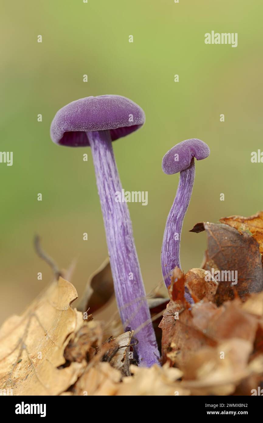 Violettlacktrichterpilz oder Amethyst-Betrüger (Laccaria amethystina), Nordrhein-Westfalen, Deutschland Stockfoto