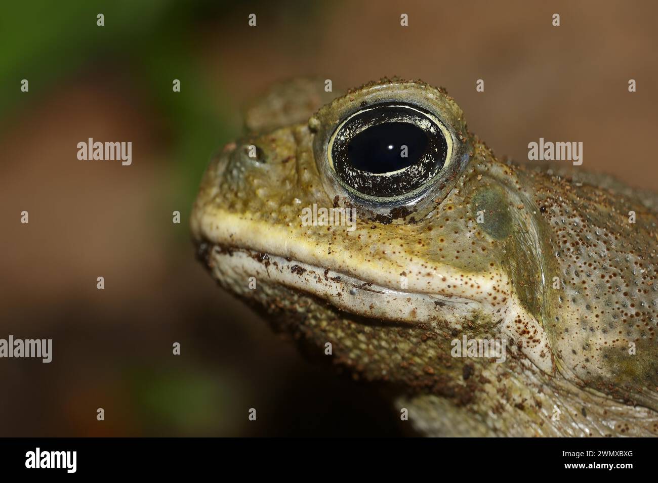 AGA-Kröte oder Riesenkröte (Rhinella Marina, Bufo marinus), in Gefangenschaft, Vorkommen in Südamerika Stockfoto