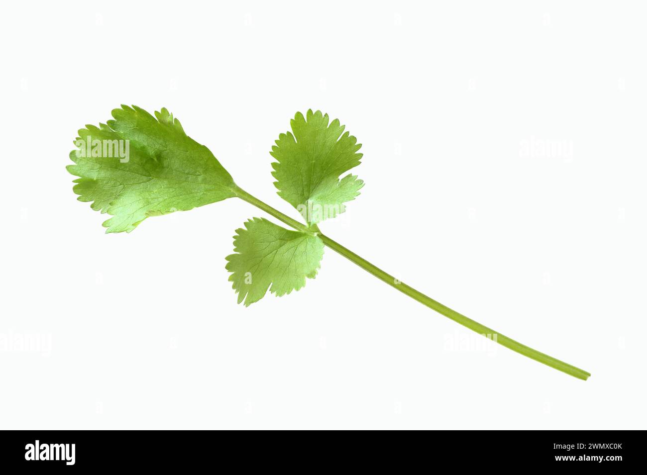 Koriander (Coriandrum sativum), Kräuterpflanze, Blätter Stockfoto