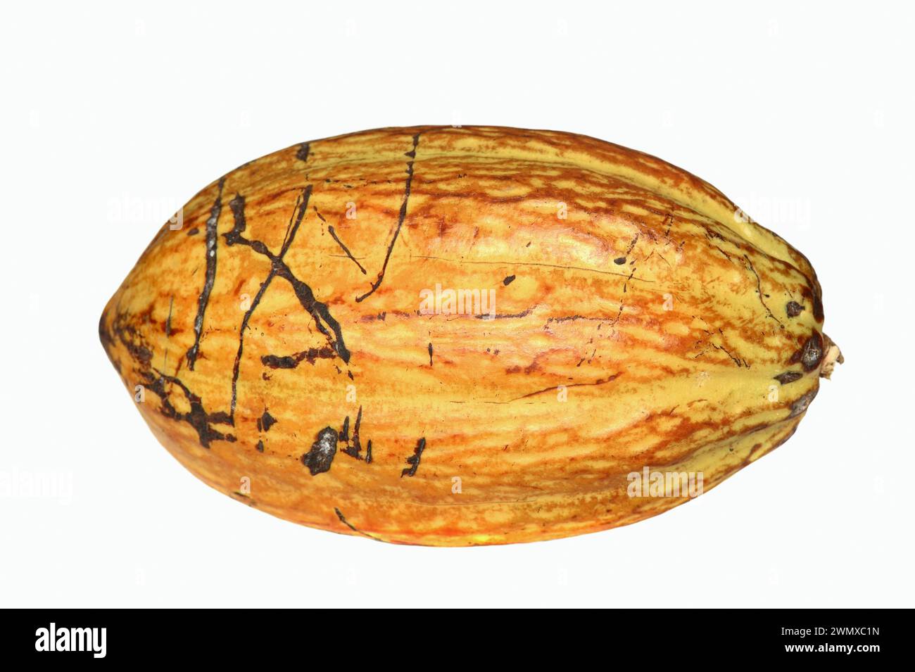 Kakaobaum (Theobroma cacao), reife Kakaofrucht Stockfoto