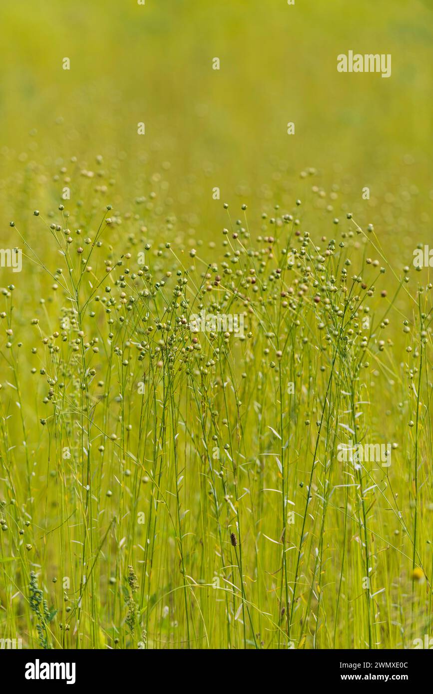 Leinen als Wiesenbepflanzung, nachwachsende Rohstoffe, traditionelle Landwirtschaft, Landwirtschaft, Alternative, Ernte, Pflanze, ökologisch, Fax, Flachs Stockfoto